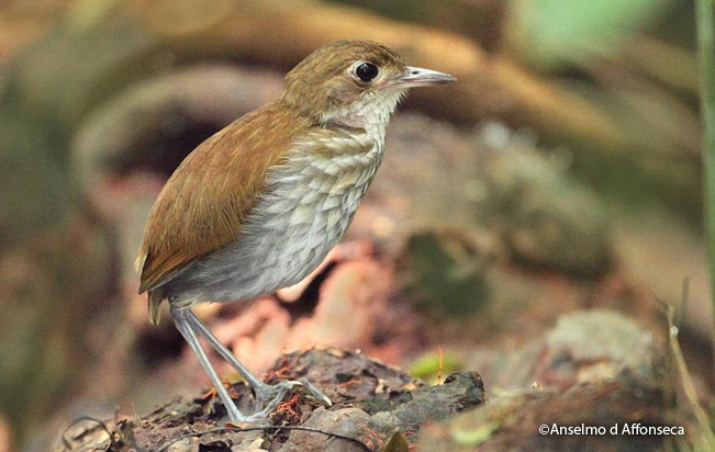 thrush-like-antpitta
