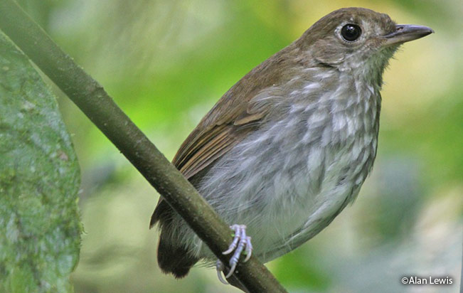 thrush-like-antpitta