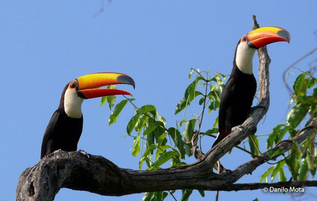 toco_toucan