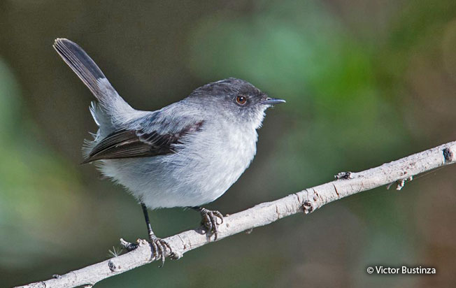 torrent_tyrannulet