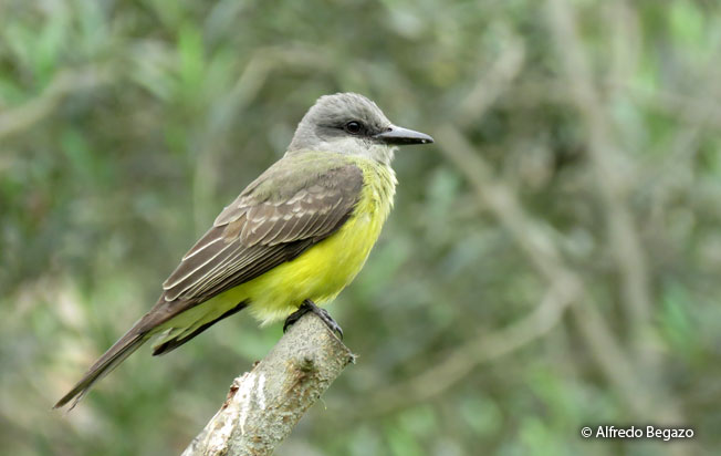 tropical_kingbird