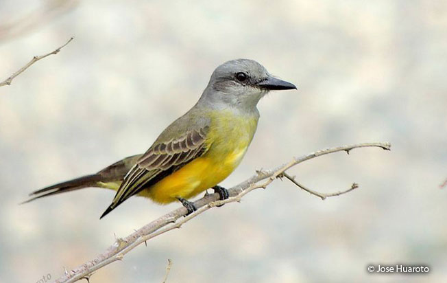 tropical_kingbird