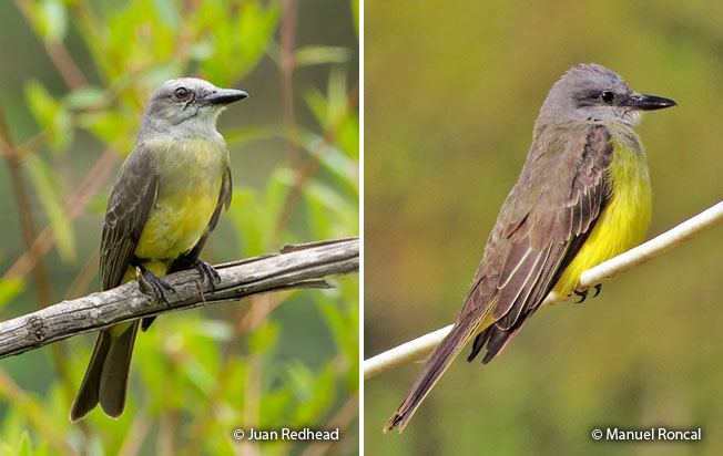 tropical_kingbird