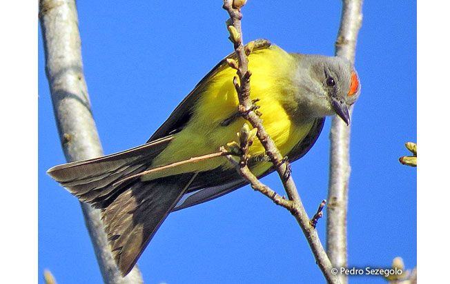 tropical_kingbird