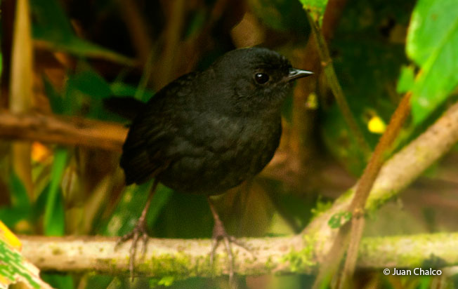 tschudi's-tapaculo