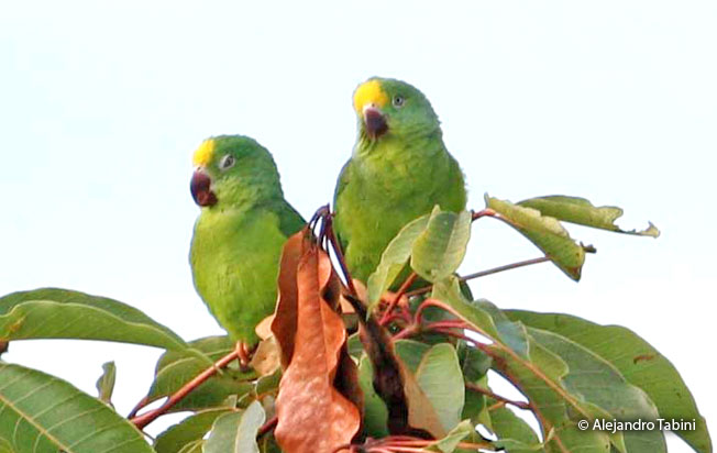tui-parakeet