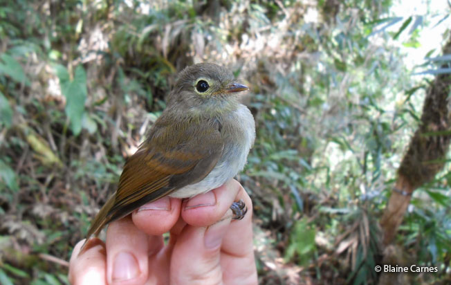 unadorned_flycatcher