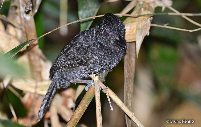 undulated-antshrike