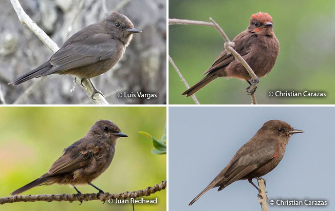 vermilion_flycatcher