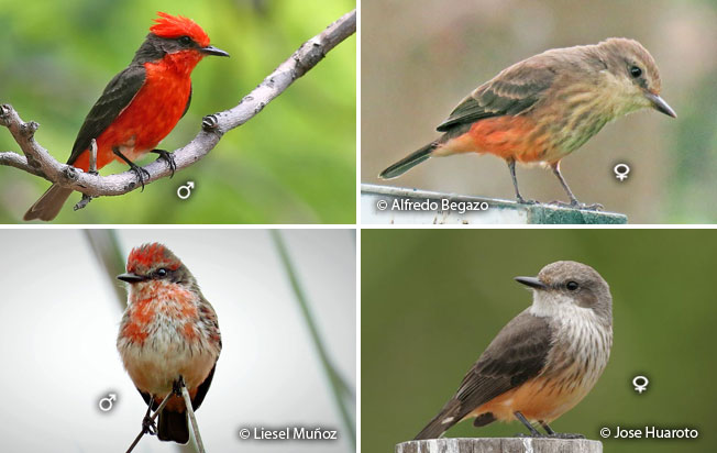 vermilion_flycatcher