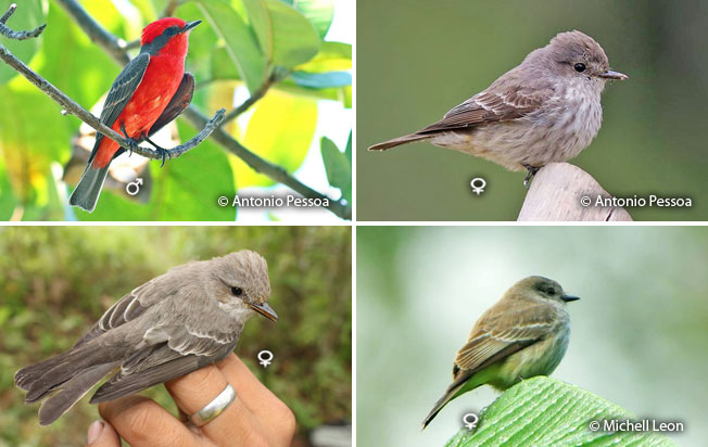 vermilion_flycatcher