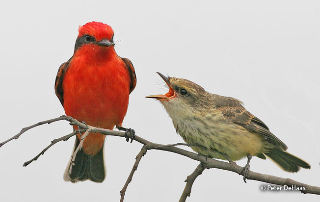 vermilion_flycatcher