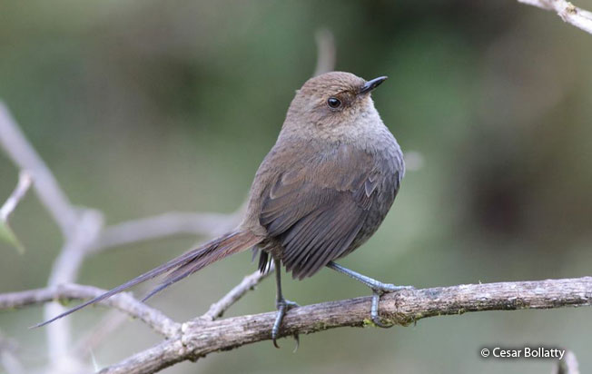 vilcabamba_thistletail