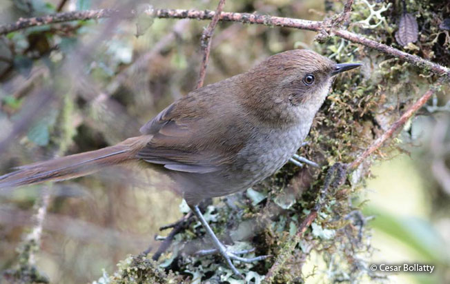 vilcabamba_thistletail