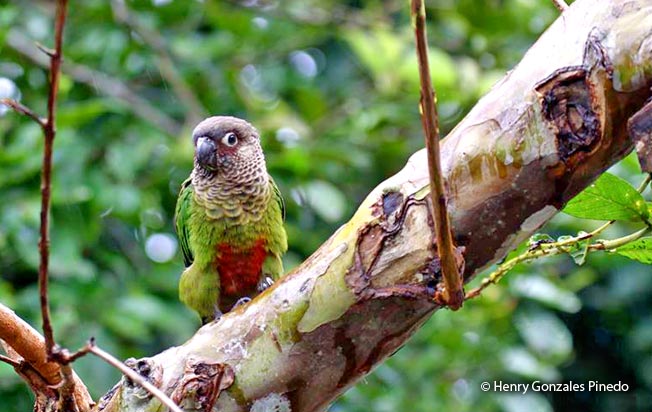 wavy-breasted-parakeet
