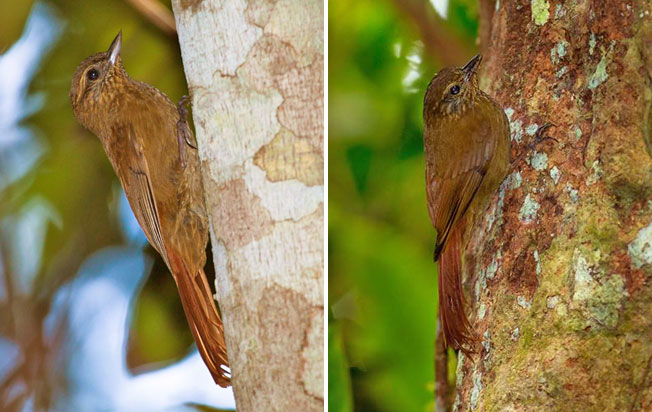 wedge-billed_woodcreeper