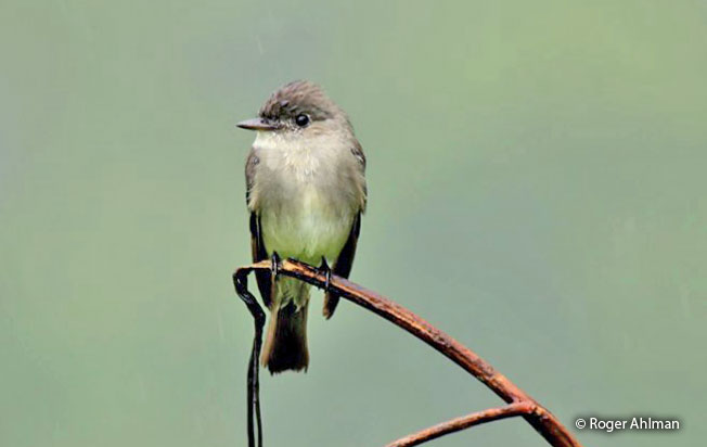 western_wood_pewee