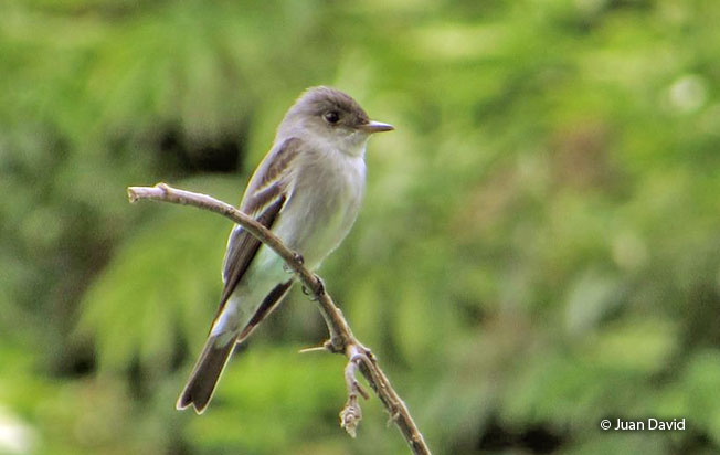 western_wood_pewee