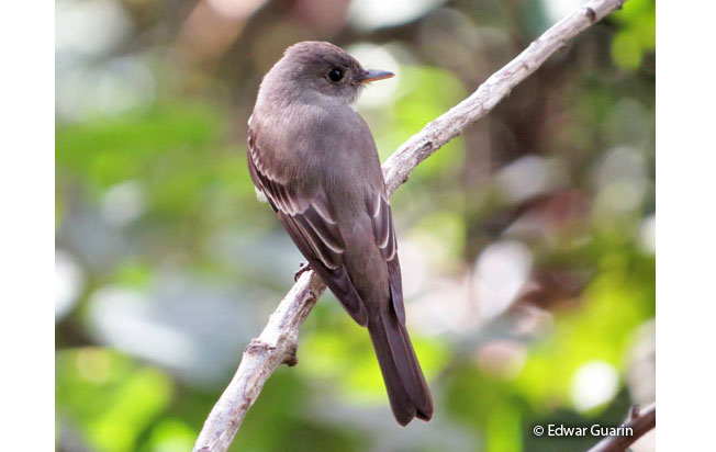 western_wood_pewee