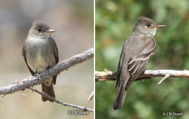 western_wood_pewee
