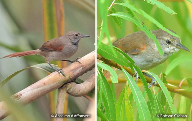 white-bellied_spinetail