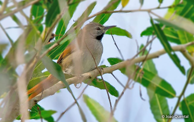 white-bellied_spinetail