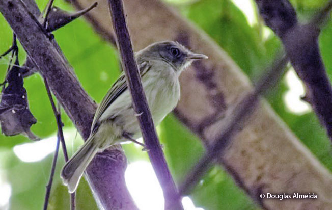 white-bellied_tody-tyrant