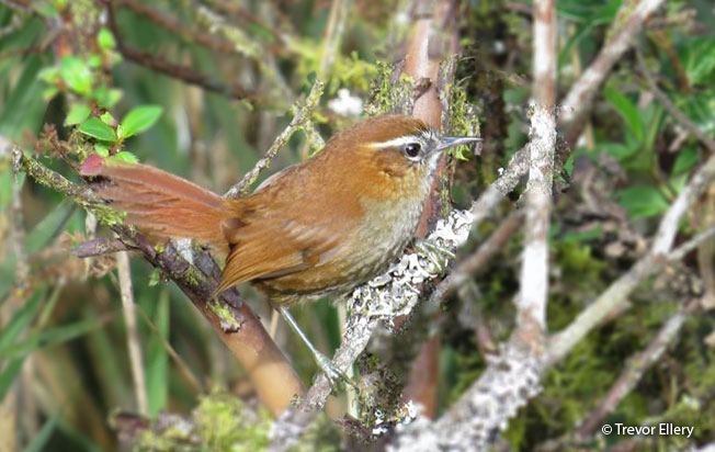 white-browed_spinetail