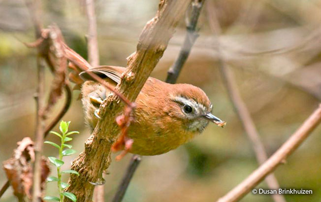 white-browed_spinetail
