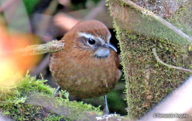 white-browed_spinetail