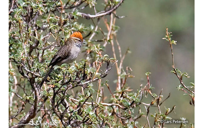 white-browed_tit-spinetail