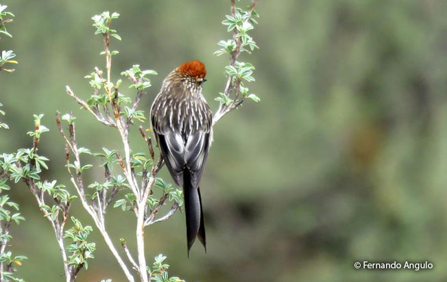white-browed_tit-spinetail