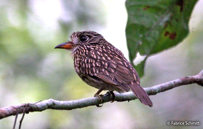 white-chested_puffbird