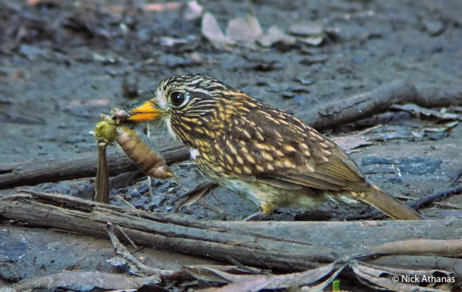 white-chested_puffbird