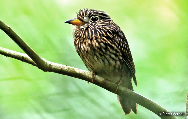 white-chested_puffbird