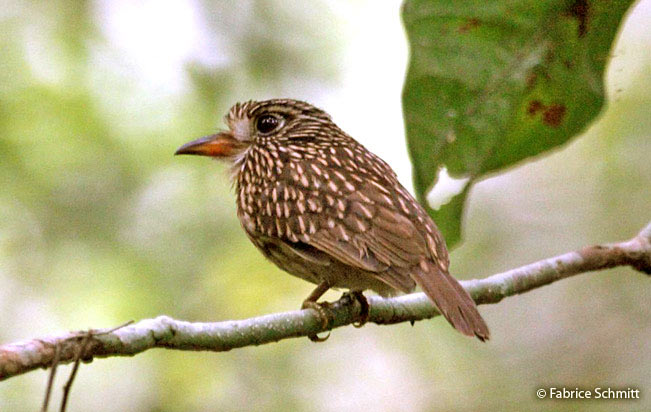 white-chested_puffbird
