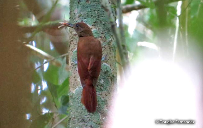 white-chinned_woodcreeper