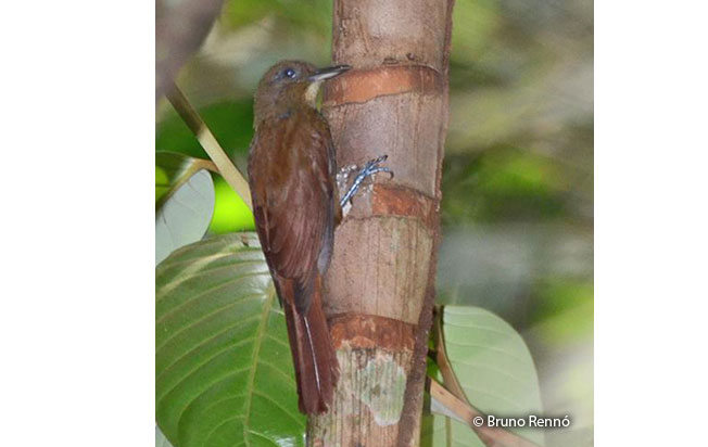 white-chinned_woodcreeper