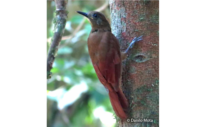 white-chinned_woodcreeper
