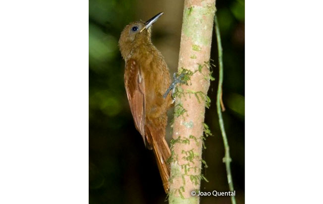 white-chinned_woodcreeper