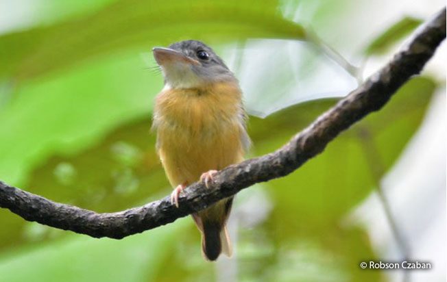 white-crested_spadebill