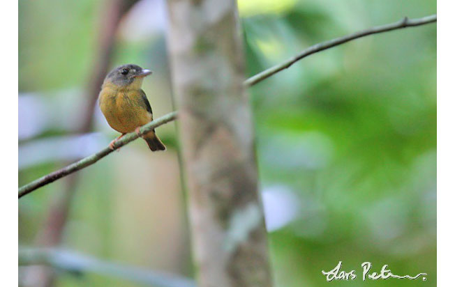white-crested_spadebill