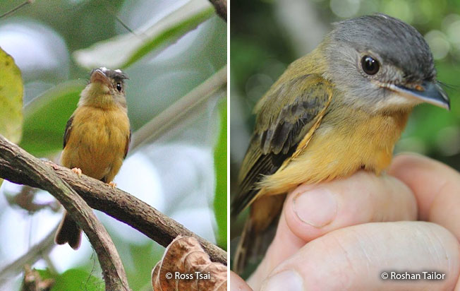 white-crested_spadebill
