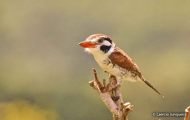 white-eared_puffbird