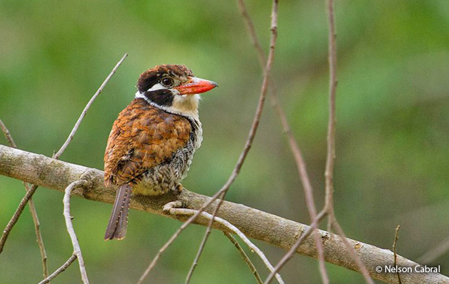 white-eared_puffbird