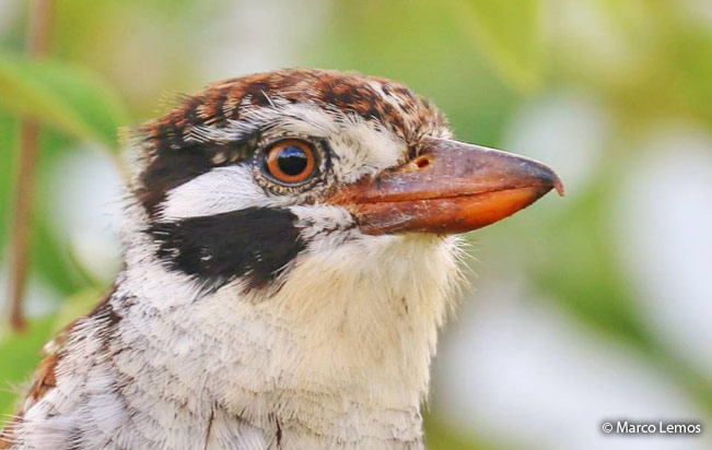 white-eared_puffbird