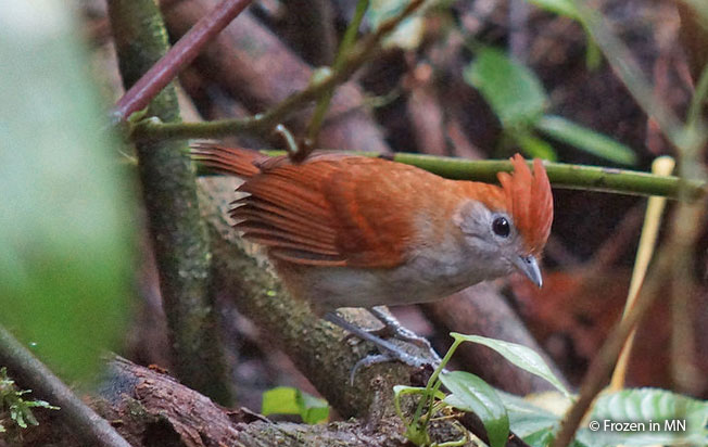 white-lined_antbird