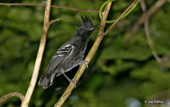 white-lined_antbird