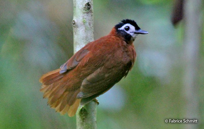 white-masekd_antbird