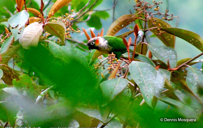 white-necked_parakeet